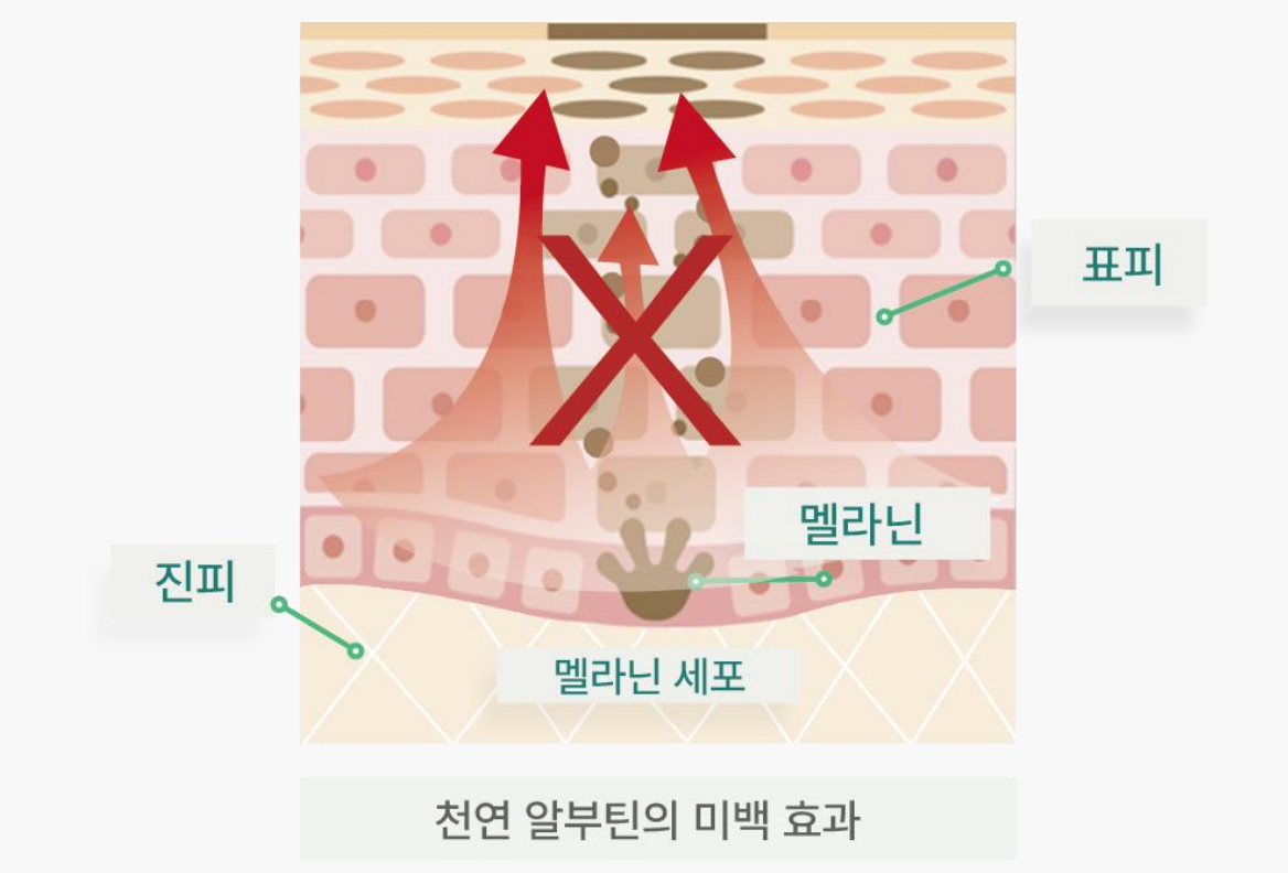 Mécanisme : Inhibition du transfert de mélanine