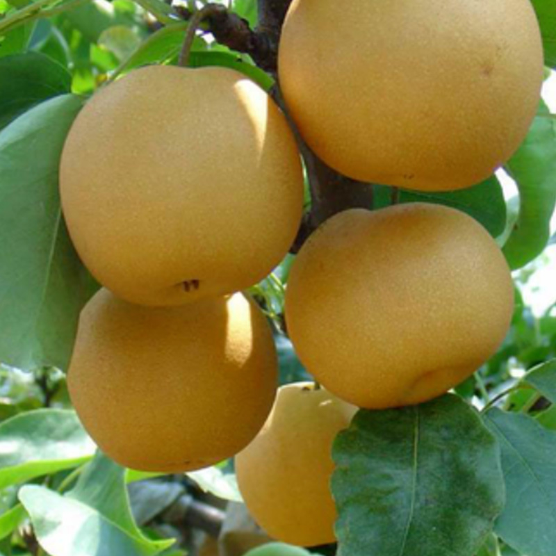 Pear Cell Powder-RPPW02