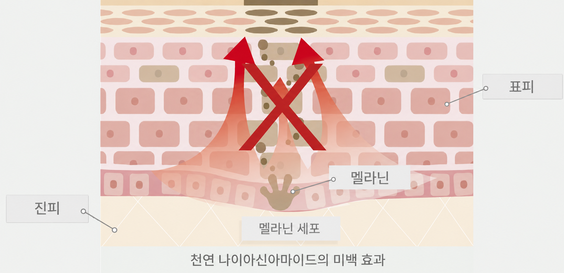 멜라닌 이동 방지 메커니즘