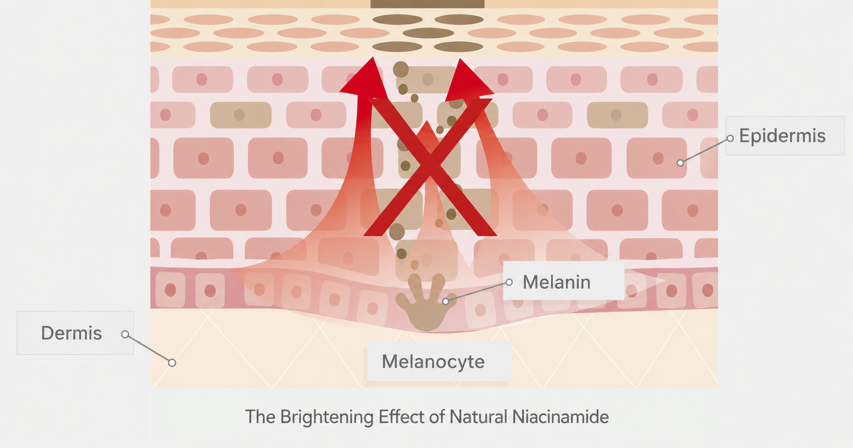 Mechanism: Inhibition of Melanin Transfer