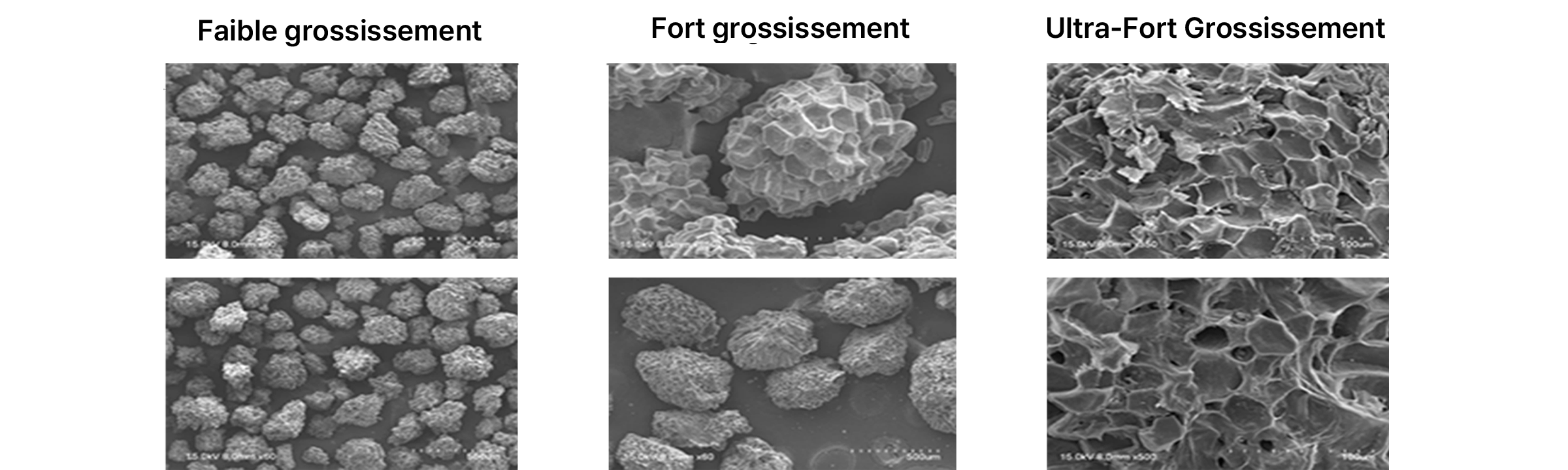 Stabilité structurelle de Pear Cell
