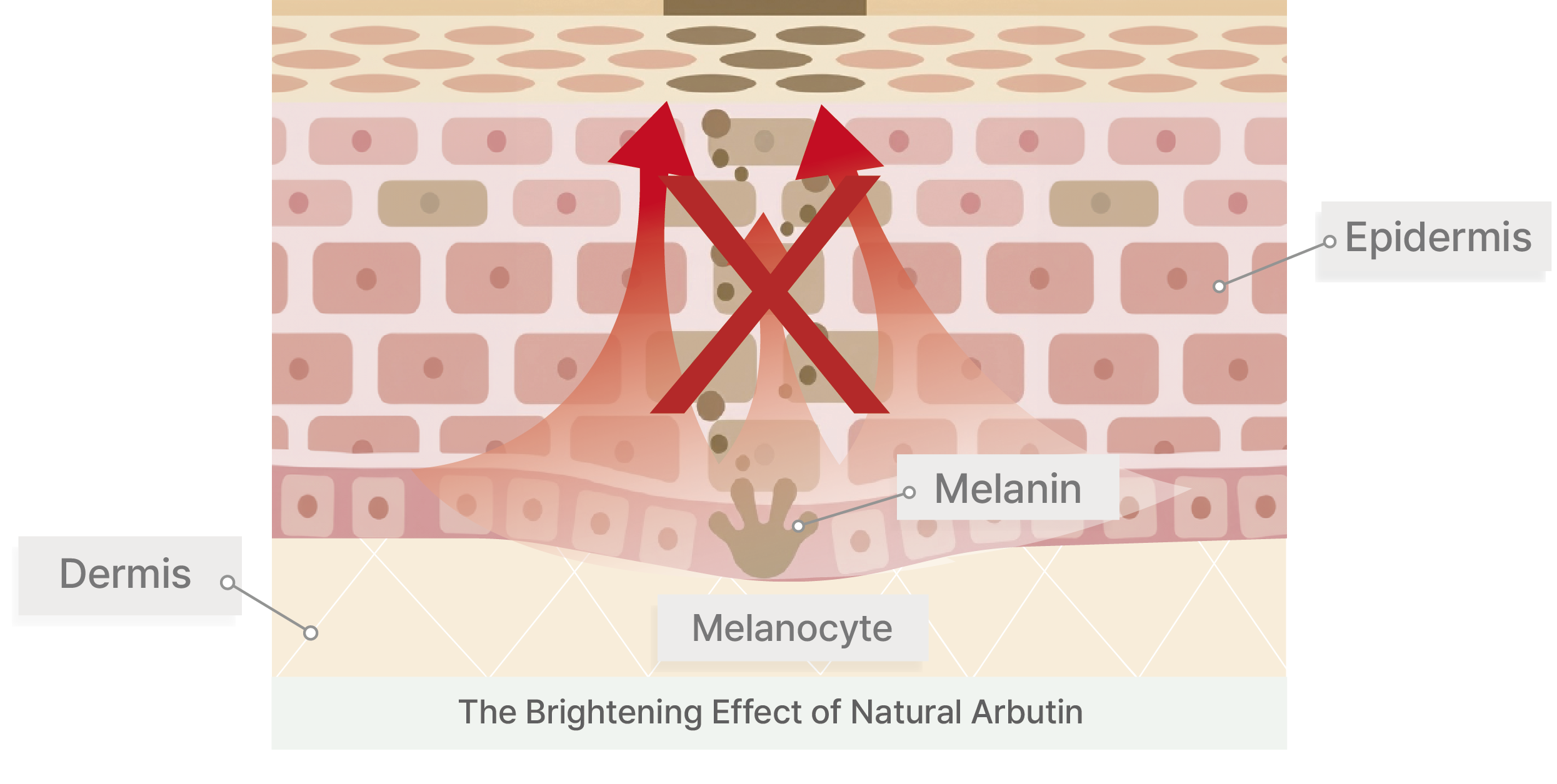 Mechanism: Inhibition of Melanin Transfer