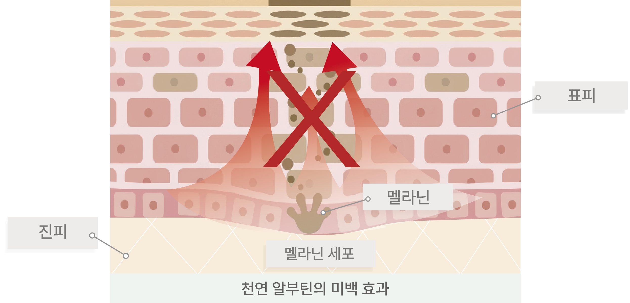 멜라닌 이동 방지 메커니즘