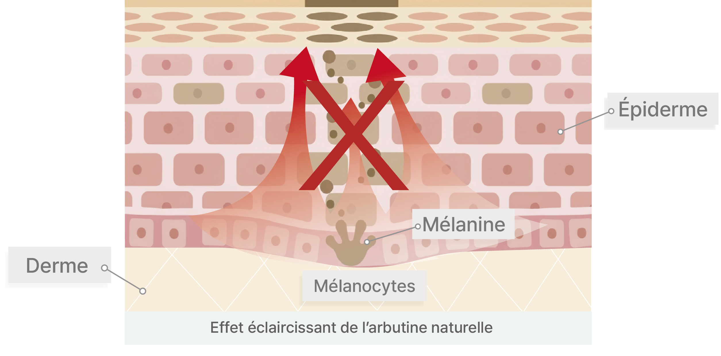 Mécanisme : Inhibition du transfert de mélanine